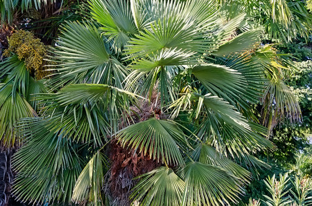Beautiful natural background - Branches of palm trees close-upの写真素材