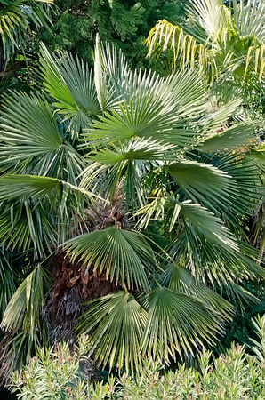 Beautiful natural background - Branches of palm trees close-upの写真素材