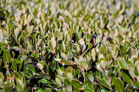 Landscape design - Laurel bush close-up in park