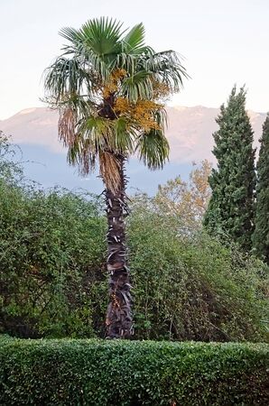 Palm trees in the park Yalta in the Crimeaの写真素材