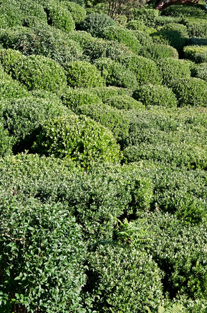 Landscape design - Trimmed bushes in the shape of a ball in the Parkの写真素材