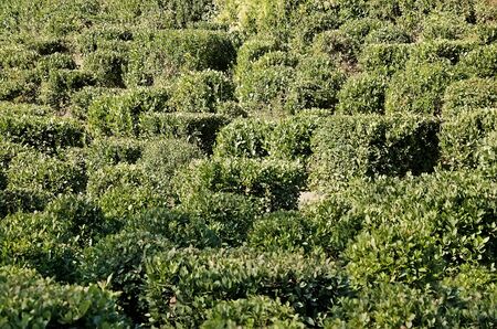 Landscape design - Trimmed bushes in the Parkの写真素材