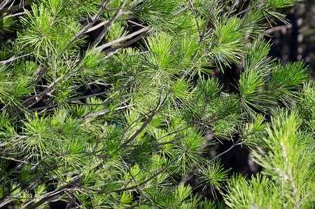 Nature background - branch of a coniferous tree with long pine needles close-upの写真素材