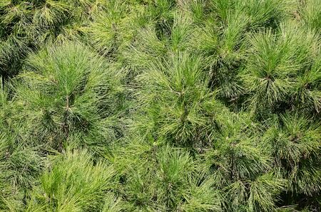 Nature background - branch of a coniferous tree with long pine needles close-upの写真素材