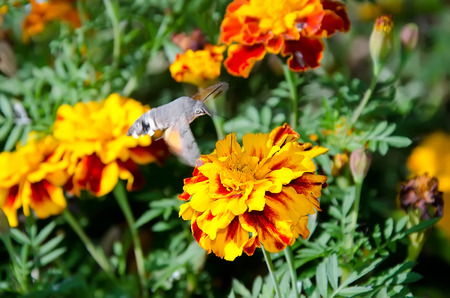 Insect hummingbird hawk-moth (macroglossum stellatarum) with long curling proboscis close-up pollinating a flowerの写真素材
