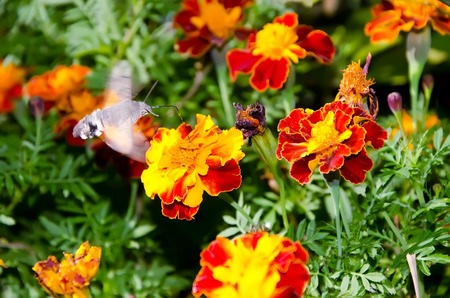 Insect hummingbird hawk-moth (macroglossum stellatarum) with long curling proboscis close-up pollinating a flowerの写真素材