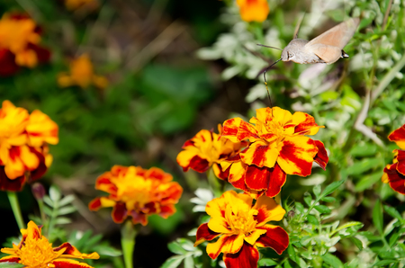 Insect hummingbird hawk-moth (macroglossum stellatarum) with long curling proboscis close-up pollinating a flowerの写真素材