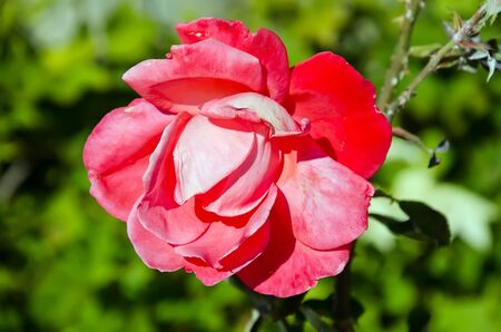 Nature background - Open red rose on the background of green grass close-upの写真素材
