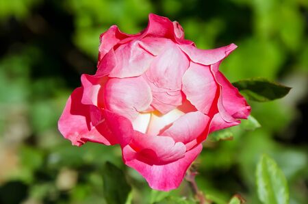 Nature background - Open red rose on the background of green grass close-upの写真素材