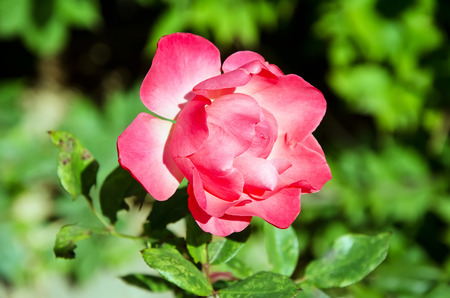 Nature background - Open red rose on the background of green grass close-upの写真素材