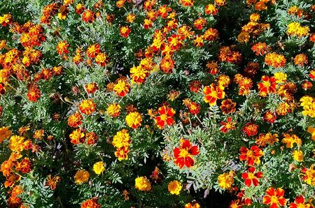 Beautiful natural background - Red flowers in a flowerbed close-upの写真素材