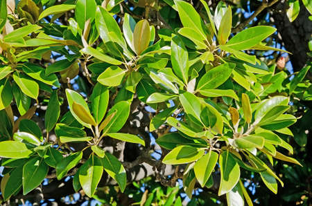 Nature background - Tropical tree branch with large leaves close-upの写真素材