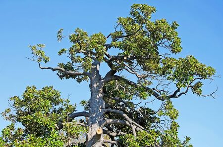 Branched tropical tree on blue sky backgroundの写真素材