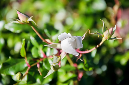 Nature background - Unopened bud of a white rose close-upの写真素材