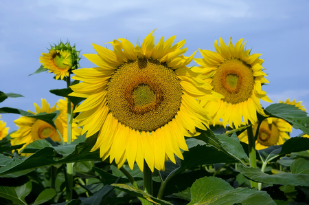 Beautiful agricultural background - Yellow sunflowers on the fieldの写真素材