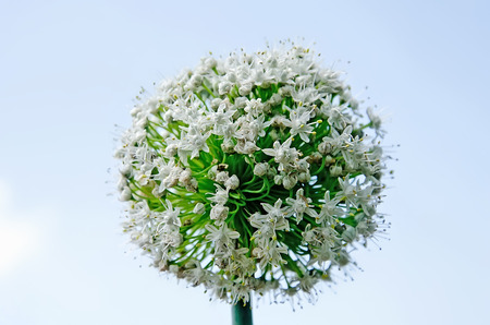 Seeds of onions close-up. A plant with a flower in the shape of a sphereの写真素材