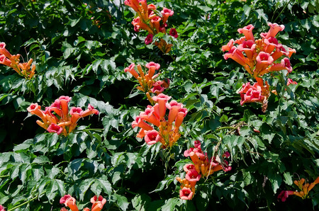 Flowers Campsis - Beautiful orange flowers in the shape of a gramophoneの写真素材