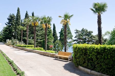 Alley with palm trees in the park in Partenit, Crimeaの写真素材