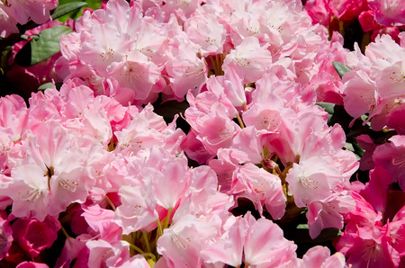 Beautiful nature background: Beautiful pink flowers in the gardenの写真素材