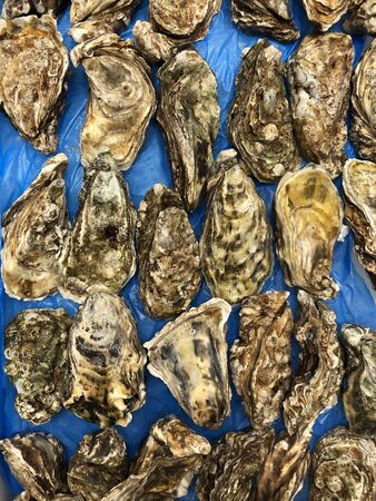 Raw oysters with closed shell flaps on blueの写真素材