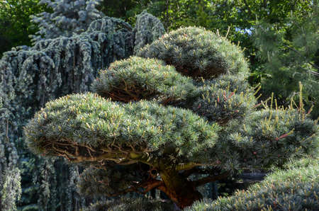 Exotic pine trees in the Partenit park in Crimea