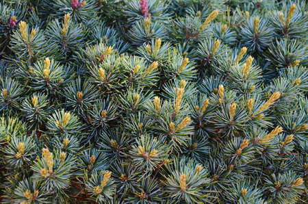 Natural background - a wall of exotic pine branches close upの写真素材