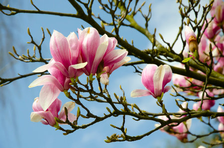 Blooming magnolia tree close up against the skyの写真素材