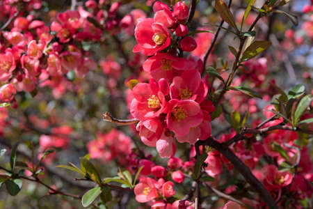 Flowering shrub of Japanese chaenomeles close upの写真素材