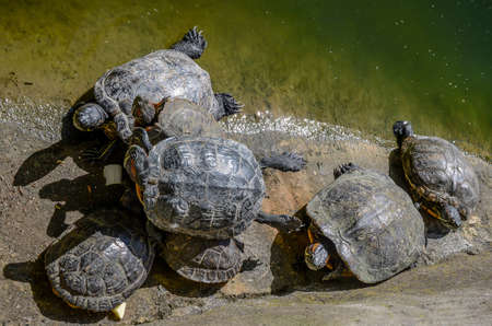 Many turtles crawl along the shore of the pondの写真素材