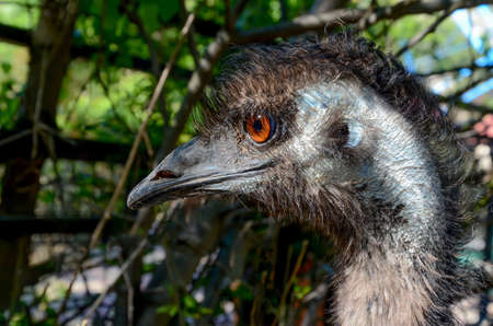 Ostrich bird head close up on a background of green treesの写真素材