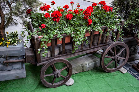 A flower bed in the form of a cart in the center of Lviv near one of the restaurantsの写真素材