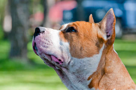 Staffordshire terrier head profile, outdoors portrait on back yardの写真素材
