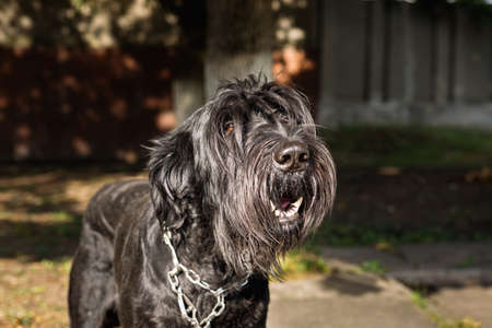 A large black dog with long hair barks at passers-by