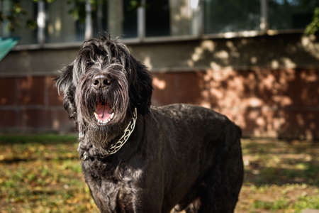 A large black dog with long hair barks at passers-byの写真素材