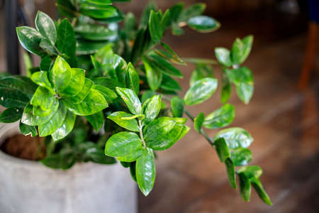 Bright green leaves of a flowerpotの写真素材
