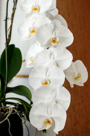 Large white orchid blooms on the windowsillの写真素材