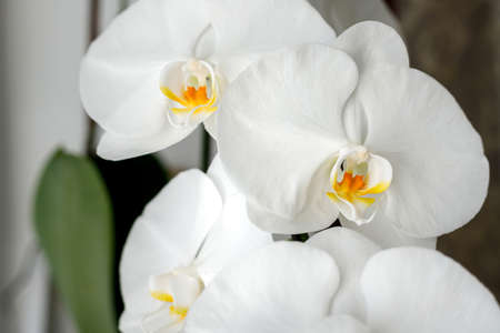 Large white orchid blooms on the windowsillの写真素材