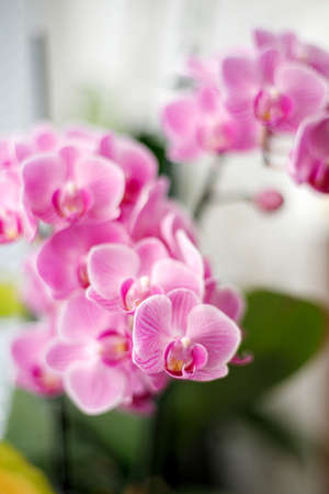 Blossom of pink orchids on the windowsillの写真素材