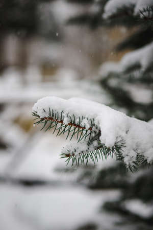 Christmas tree branches sprinkled with snow in winter