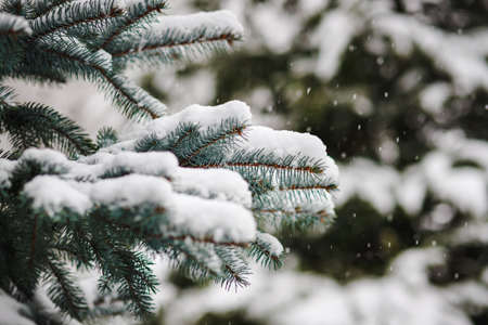 Christmas tree branches sprinkled with snow in winterの写真素材