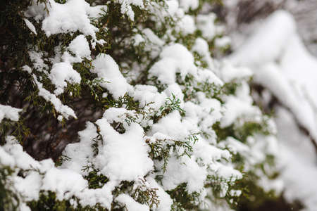 Thuja bushes are sprinkled with snow in winter