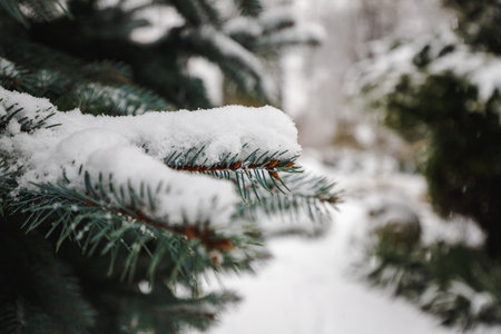 Christmas tree branches sprinkled with snow in winterの写真素材