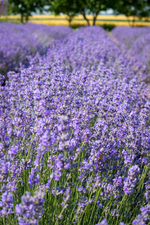 Close-up of flowering lavender bushesの写真素材