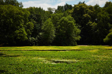 Color landscape, background. Summer forest and pond.の写真素材