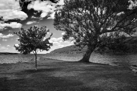 Black and white landscape of tree on a background of lakeの写真素材