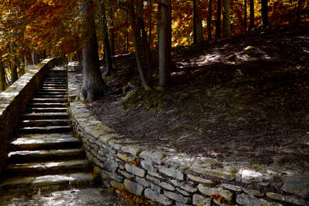 Color landscape of stairs in forestの写真素材