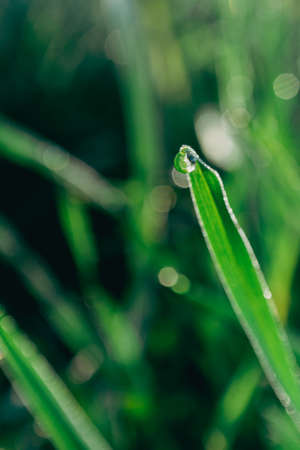 Freshness and coolness of the spring meadow