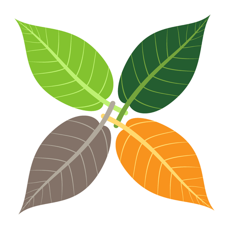 Four leaves of different colors: green, orange and brown, isolated on white. Seasons, time, aging and nature concept. Flat design. EPS 8 compatible vector illustration, no transparency, no gradientsのイラスト素材