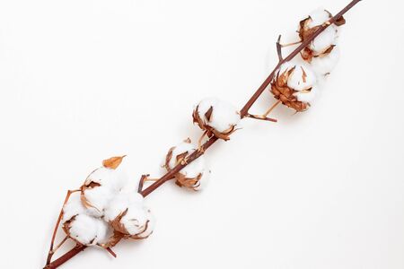 large branch of ripe cotton on a white backgroundの写真素材