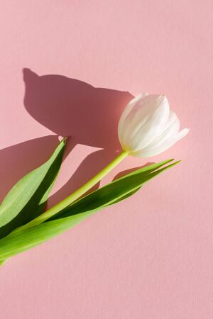 white tulip on a pink paper background with a hard shadowの写真素材
